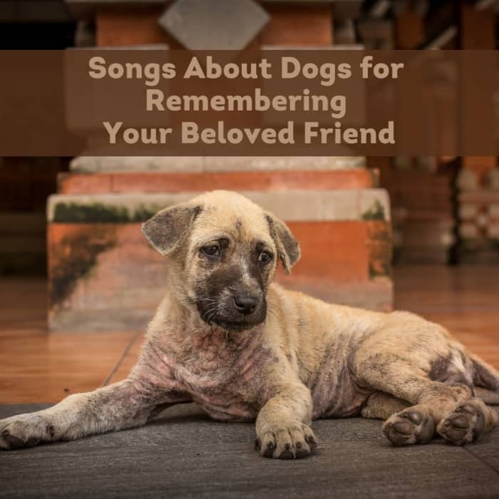 top-16-songs-about-dogs-for-when-you-lose-your-dog-2022