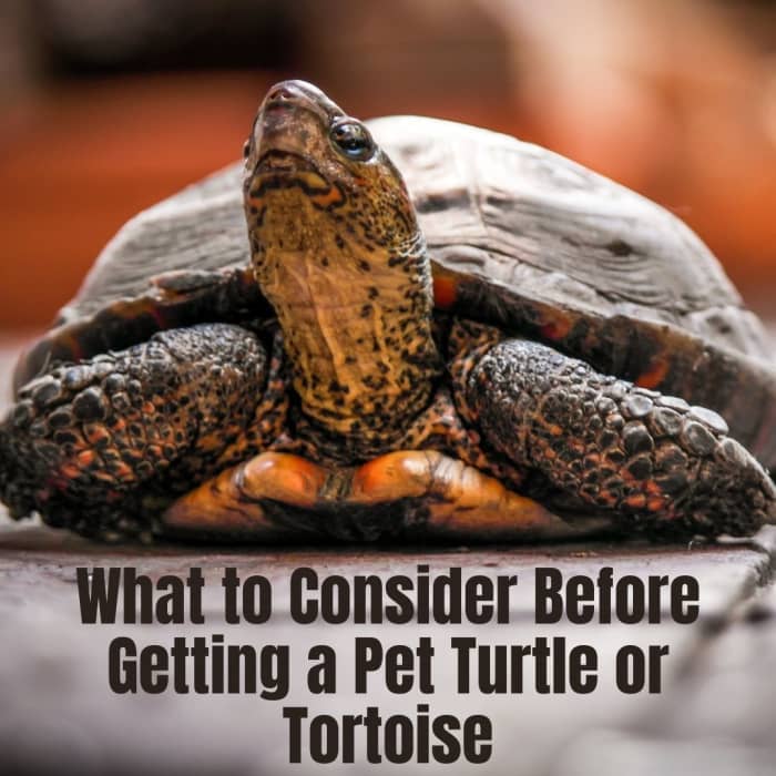 Стоит ли заводить домашнюю черепаху или черепаху?
