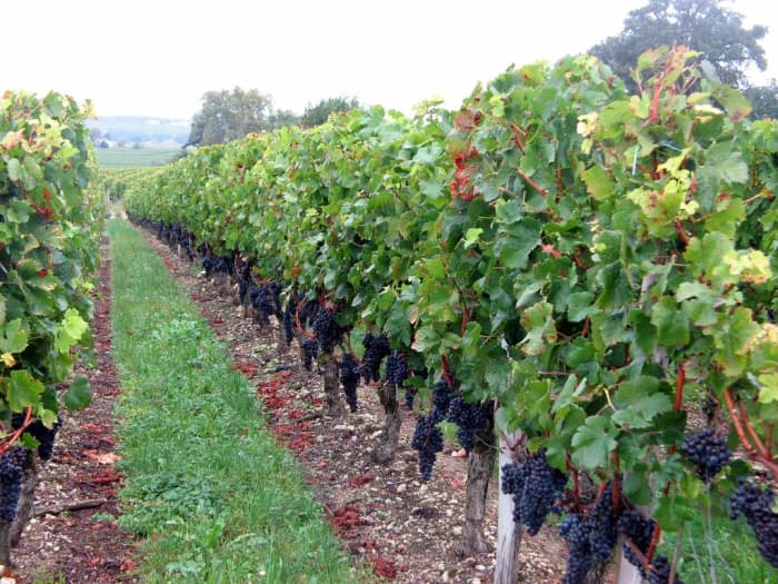Harvest time at chateau Franc Mayne near Saint-Émilion - Bordeaux, France