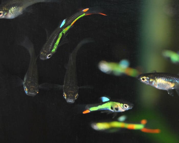 Lime Green Endlers from the Cumana region of Venezuela. There are various types of endlers.