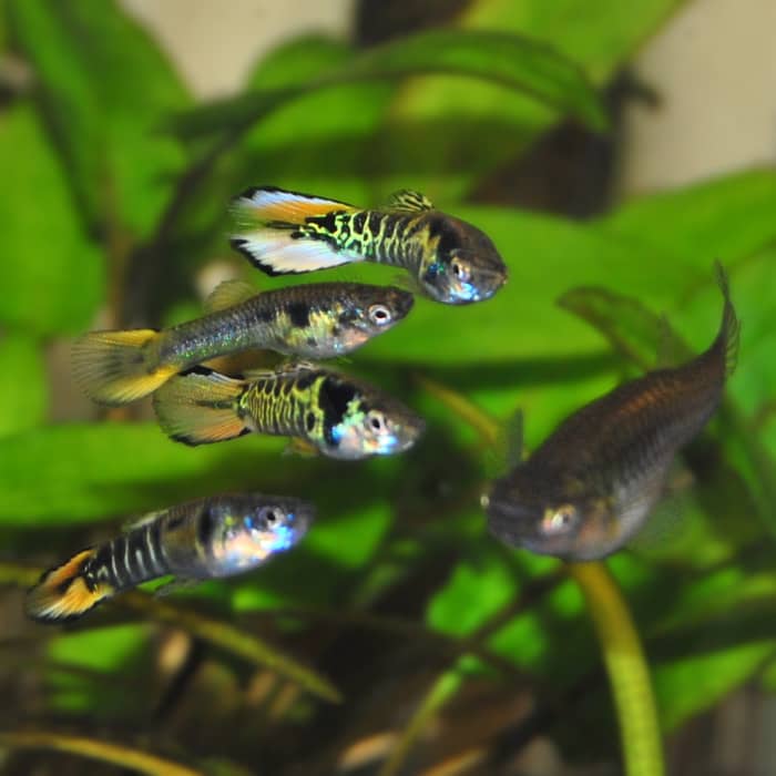 Yellow Tiger Endlers. One of the first accidental hybrid Endlers ever produced.