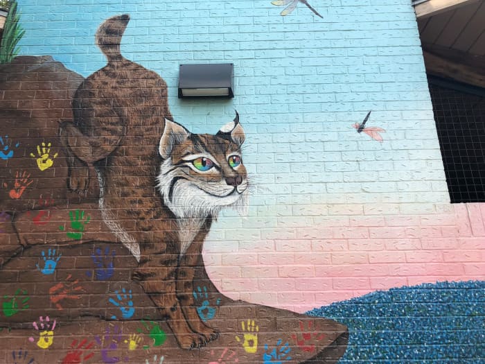 The bobcat, while being a native wild cat species, is also the Texas State University mascot affectionately named "Boko the Bobcat" I believe it eyes are rainbow colored to symbolize the strong support of the LGBT Pride community here in San Marcos.