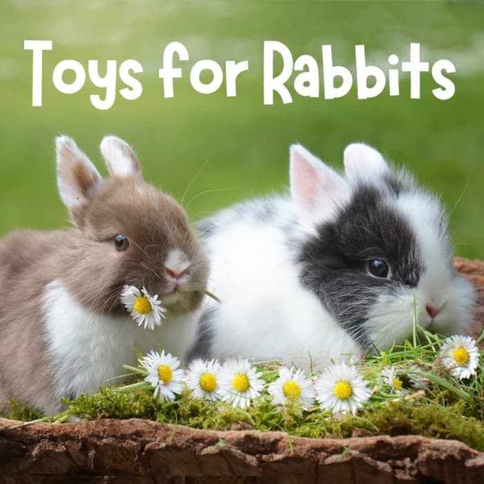 Toys for Rabbits - PetHelpful