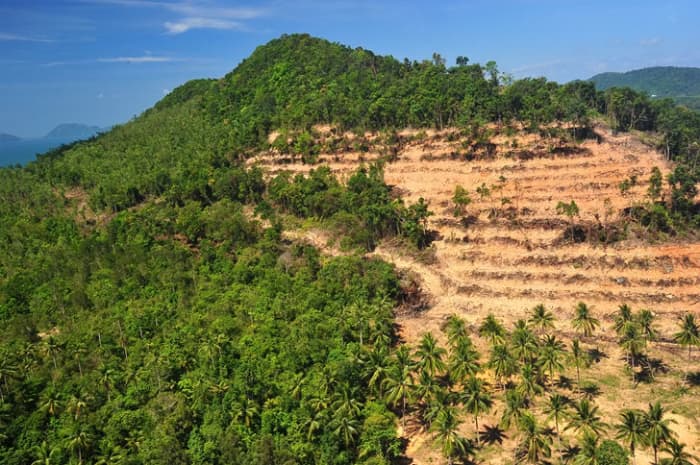 Destruction of the world's forests is leading to a widespread desertification of the earth's soil and mass extinction of species.
