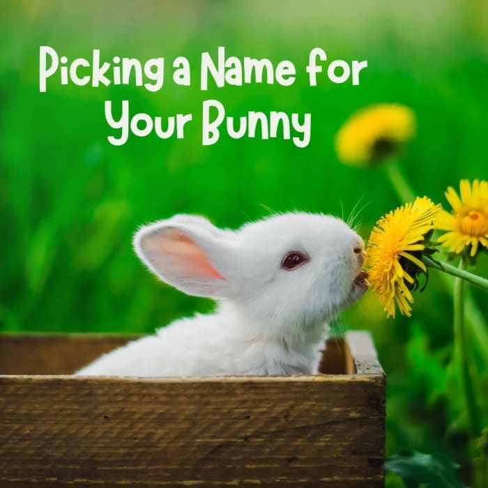 Cottontail, Flopsy, Peter, or Whiskers? Choosing a name for your bunny can be a challenge—here are some ideas to inspire you!