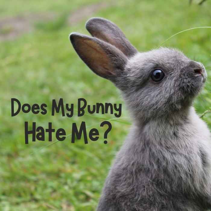 Does My Rabbit Hate Me? How to Be Friends With Your Bunny PetHelpful