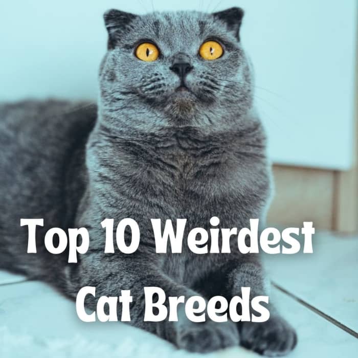 Читайте дальше, чтобы узнать о некоторых из самых странных котят в мире.