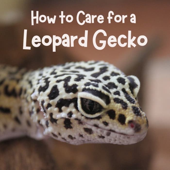Леопардовые гекконы — забавные, интересные питомцы, но им требуются определенные условия для процветания.