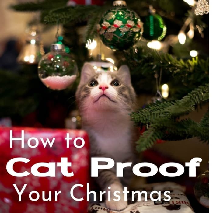 Dangling ornaments are just too tempting even for older, sedate cats. They love to bat them around. Younger cats find them irresiastible and will knock them off, chase them about, and try to look innocent when they break.