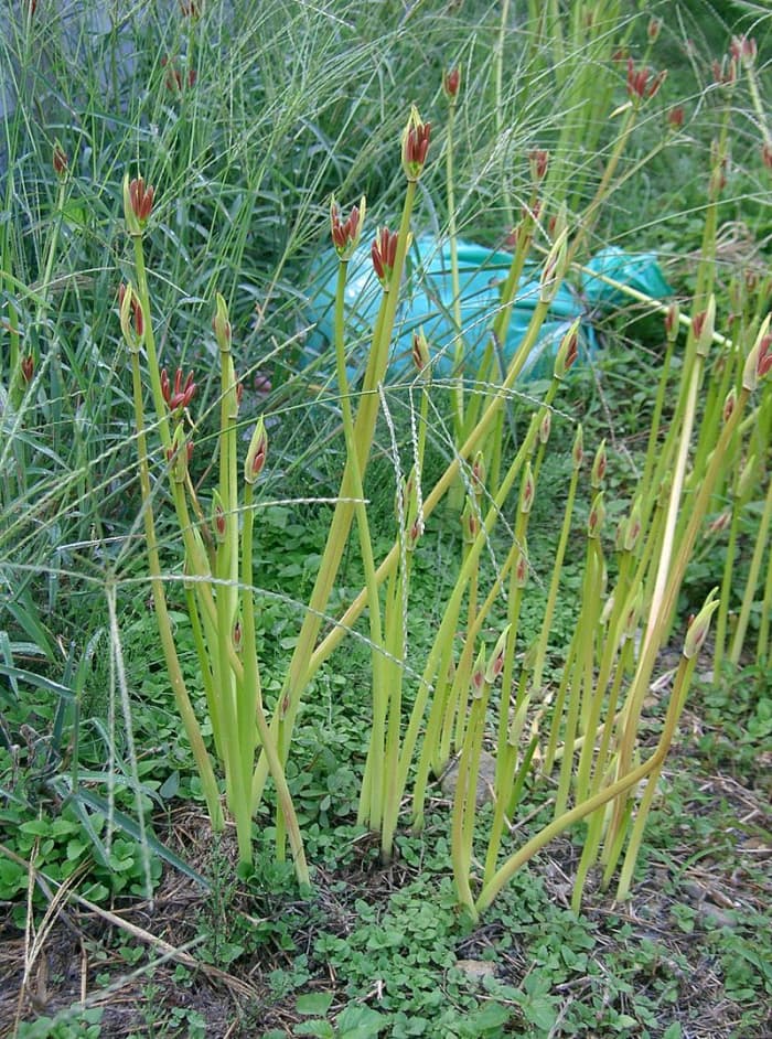 The flowers emerge in the late summer or early fall before the leaves.