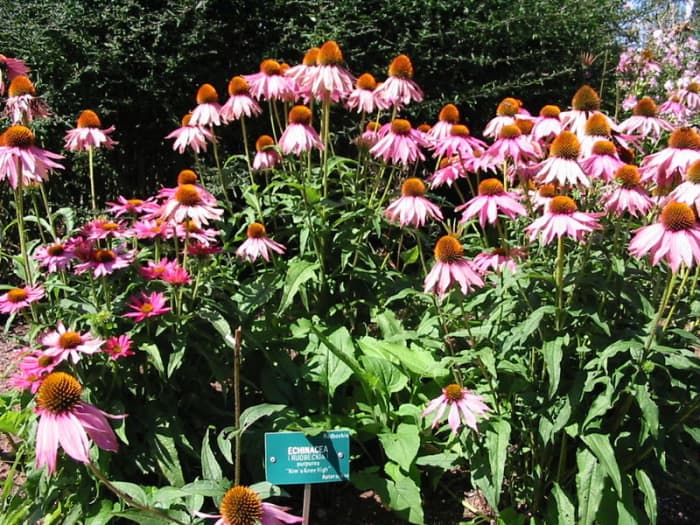 purple coneflower plants