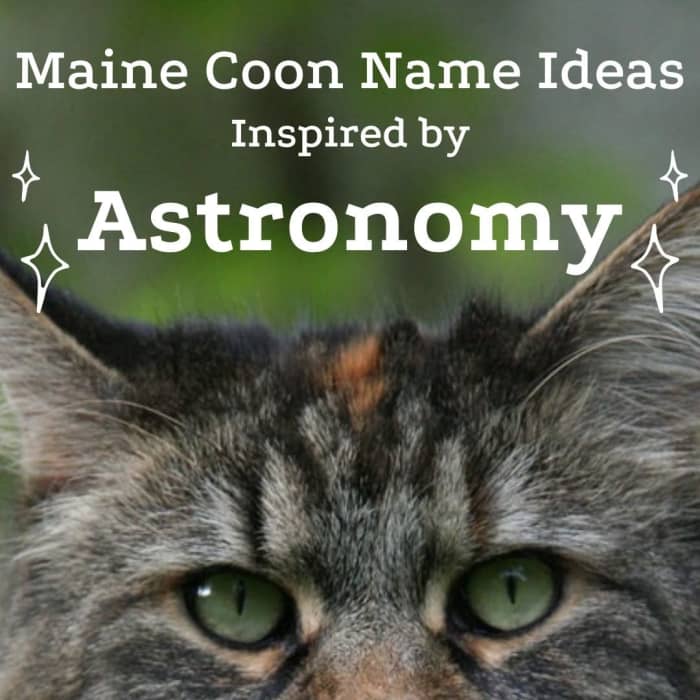 The Maine Coon is a wonderful family pet even if it sometimes looks like a wild animal prowling the house.