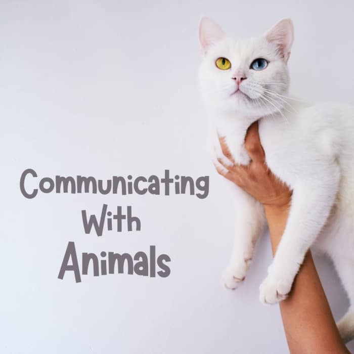 Talk to the animals. Talk to animals. animals talk to you. psychic animals. psychic animals перевод.