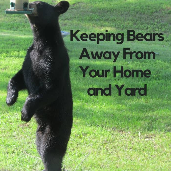 how-to-keep-bears-away-from-your-house-and-yard-pethelpful