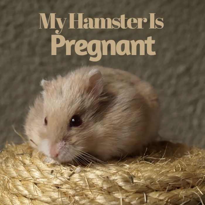 My Hamster Is Pregnant—Now What? PetHelpful