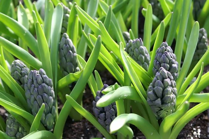 The leaves emerge first in the spring, followed by the flowers which will bloom three weeks later.
