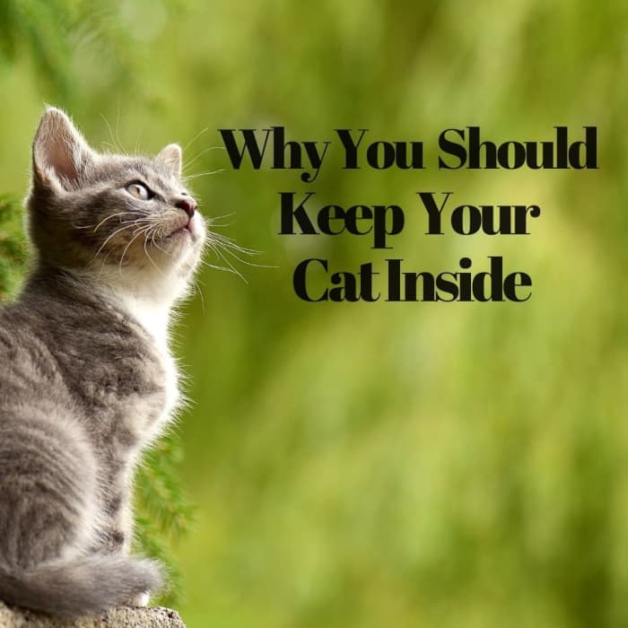 Even though it's tempting (and your cat may want it), here's why you shouldn't let your cat go outside