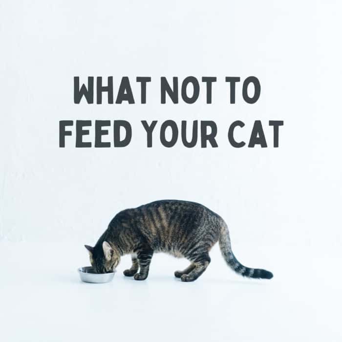 Toxic Foods What Your Cat Should Never Eat PetHelpful