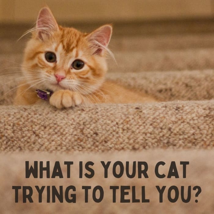 Cat Language: What Is Your Cat Saying? - PetHelpful