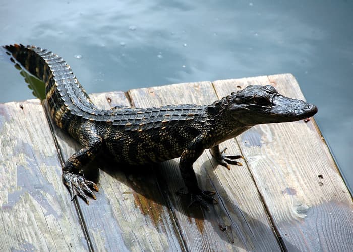 They're cute when they're small, but don't let that innocent look fool you. Florida gators are best observed at a distance, no matter the size.
