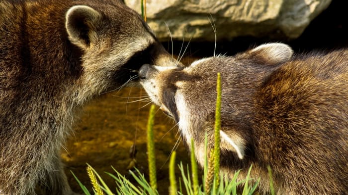 See some cute animals (like raccoons and bobcats and cougars), as well as some...less-than-cute animals (like some of Florida's native snakes) at a wildlife refuge.