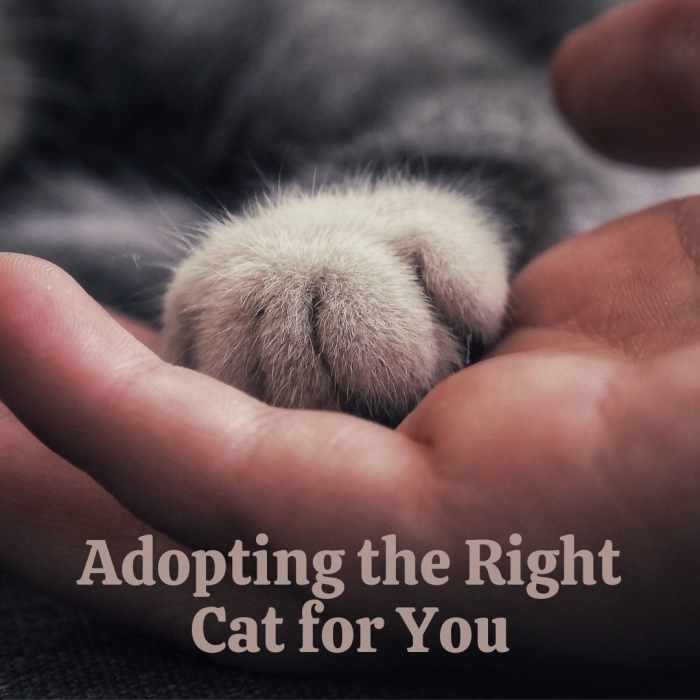 How to Choose the Right Cat to Adopt PetHelpful