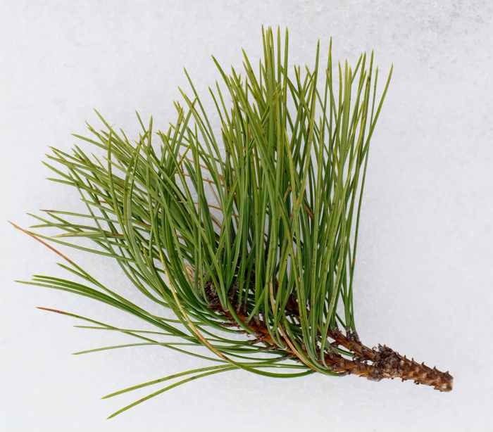 5 Most Common Pines Trees of Michigan HubPages