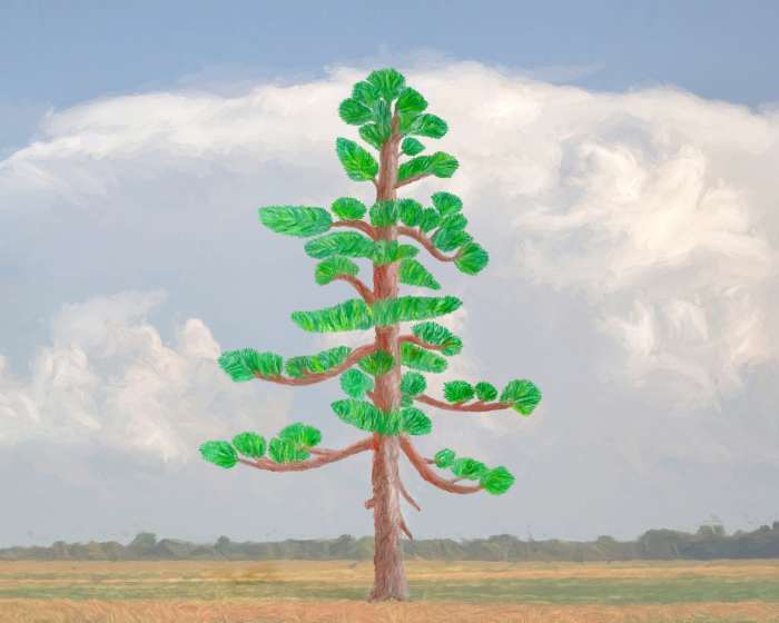 5 Most Common Pines Trees of Michigan HubPages