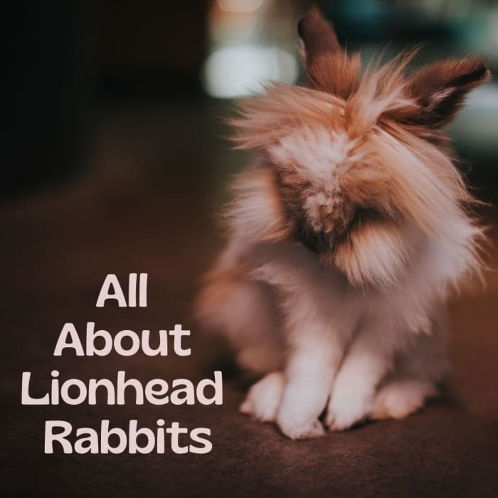 Everything you need to know about Lionhead rabbits, including history, appearance, temperament, and health.