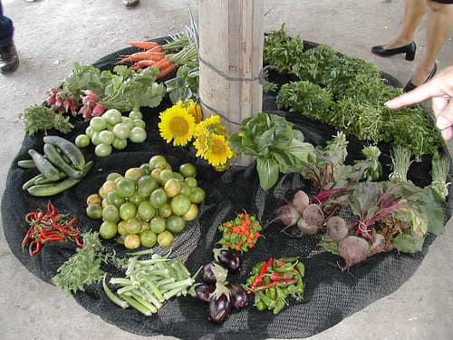 You can add a variety of vegetables to cabbage for culturing. Root vegetables and dark greens are commonly added.