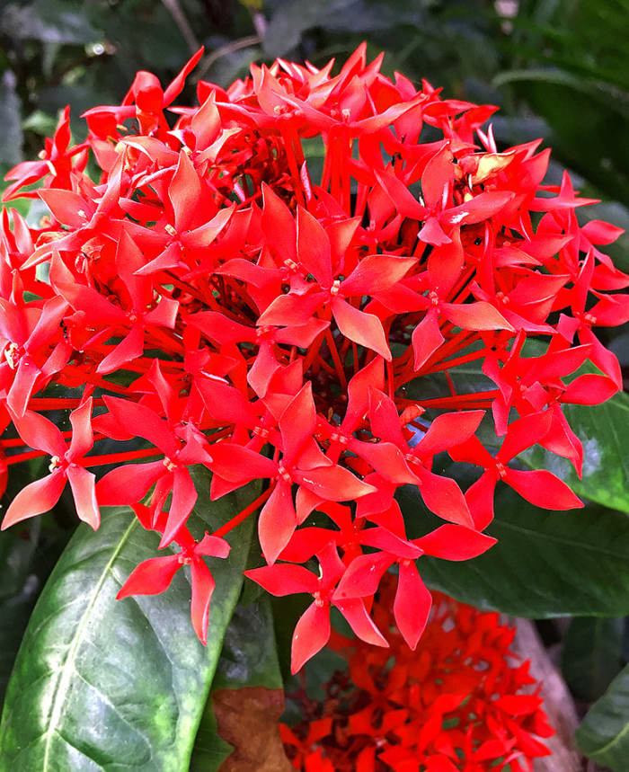 Flowers for Love: 12 Red Flowers of Hawaii - Dengarden