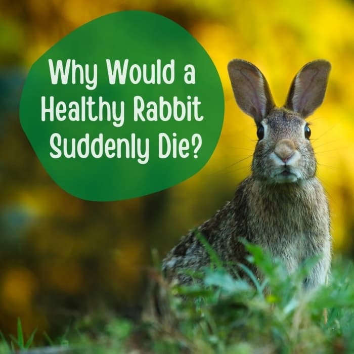Domestic rabbits typically live between nine and twelve years, although eight years is common as well.