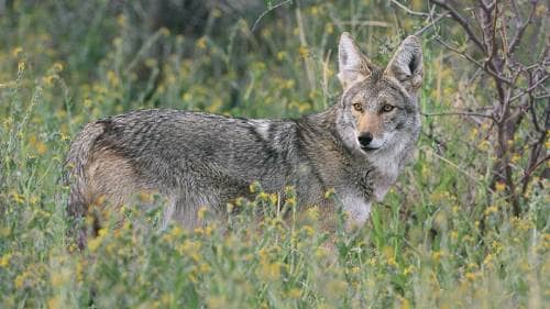 Shelters are coyotes seeks in storm drains and anything and cavernous, like abandoned buildings, dirt trenches or rocky and shaded outcroppings in trails.