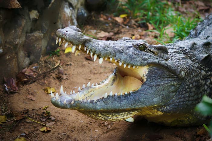 Alligators are carnivorous reptiles found throughout Florida (more than a million of them!). They are not naturally aggressive towards humans, but as we increasingly encroach on their swampy domains, man vs. gator conflict does occur.