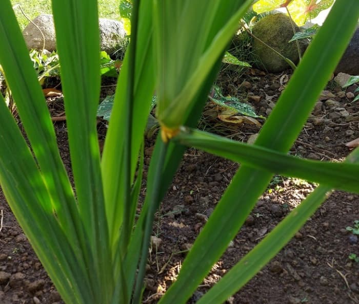 The plantlet bending right toward the ground can be broken at the joint to start a new plant, or it will get buried in the ground, take root and "walk."