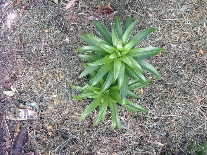 Madonna lilies grow a rosette of leaves in the fall which lasts through the winter.