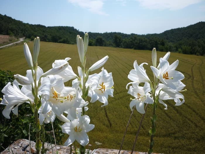 How to Grow Madonna Lily, an Ancient Flower - HubPages