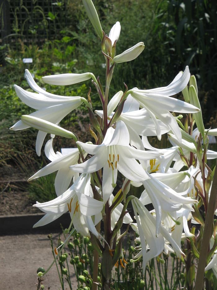 How to Grow Madonna Lily, an Ancient Flower Dengarden