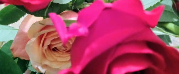 A rose is a metaphor for life in that thorns climb its stem to give life to the beautiful flower forming the crown.