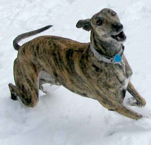 The Greyhound Song Magic Wizard LetterPile