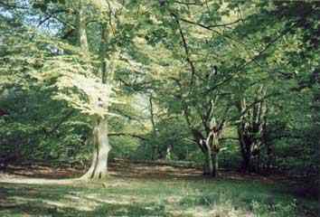 Almost as soon as Harold stepped into his father's shoes a dispute arose about hereditary rights in the Savernake Forest. Church and lay ownership were in contention