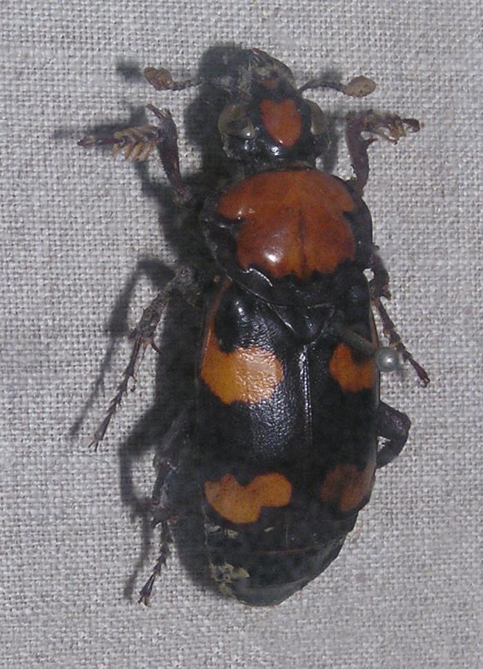 The State Insect of Rhode Island: the American Burying Beetle