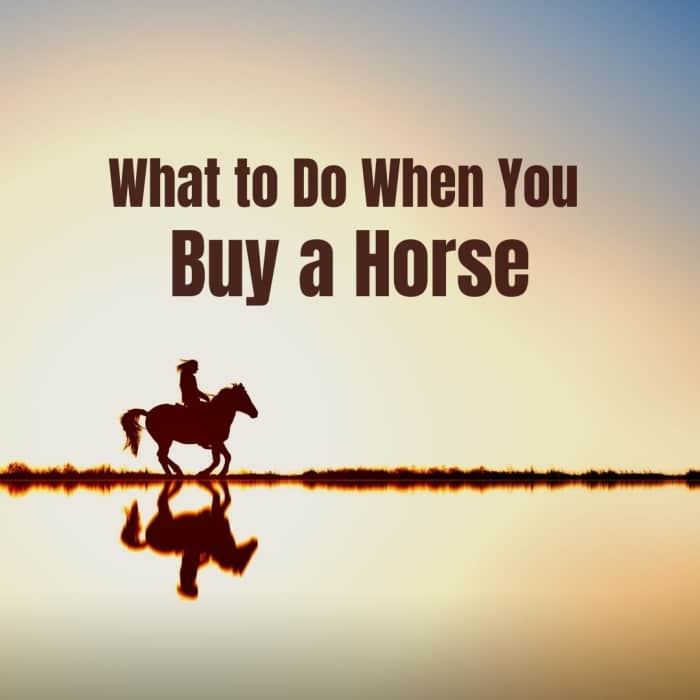 Buying a Horse 15+ Essential Questions and Tips HubPages