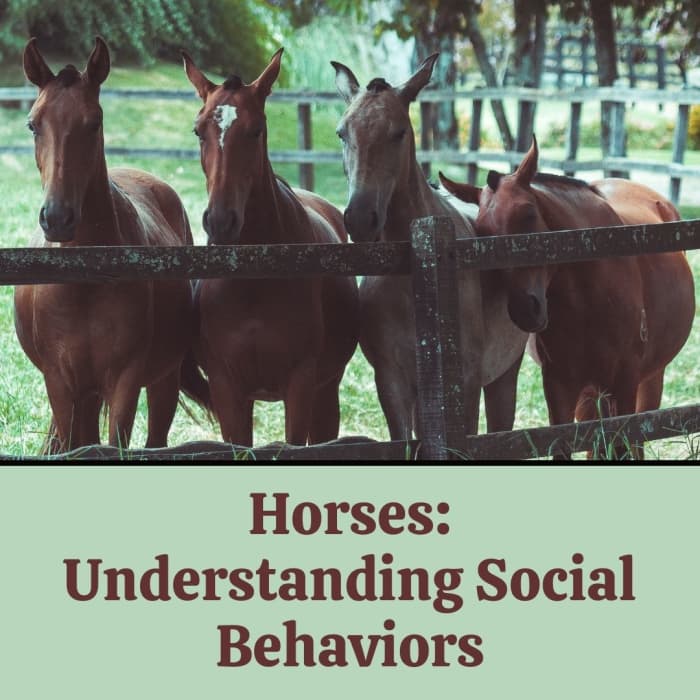 How do factors such as age, gender, and the environment affect equine social behavior? Read on to find out.