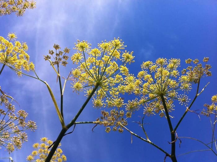 In magi,fennel is said to aid in breaking bad habits.