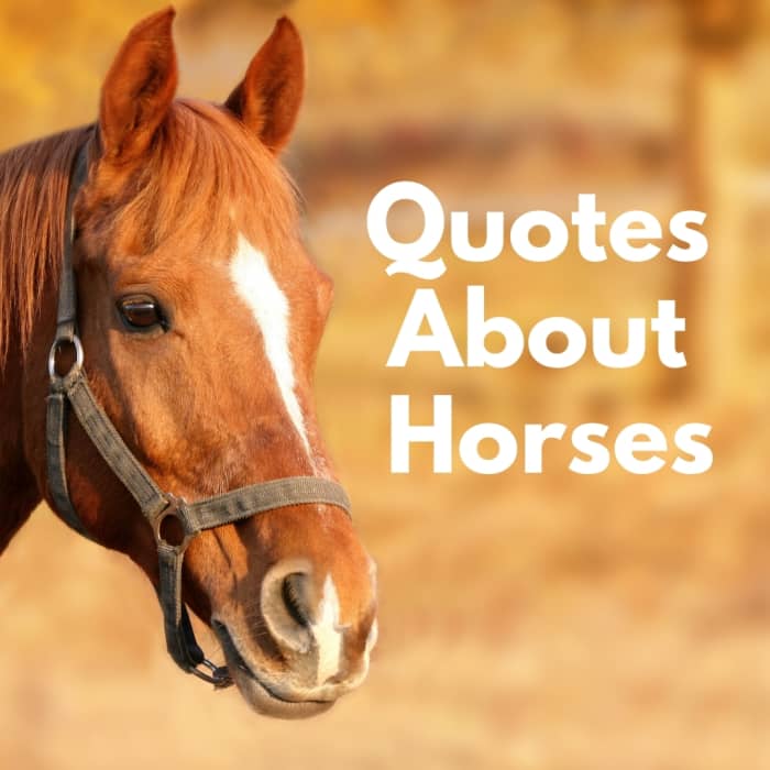 50+ Famous Quotes About Horses - PetHelpful