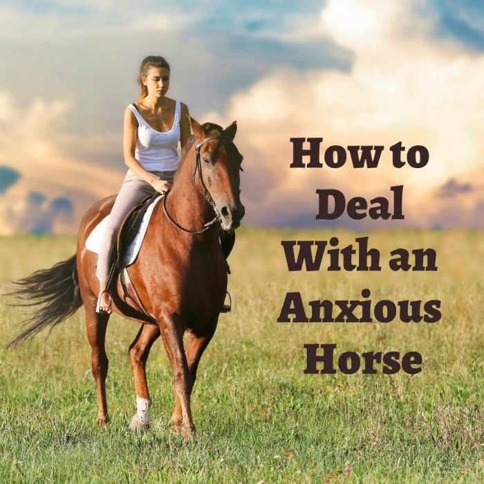 How to Handle an Anxious Horse PetHelpful