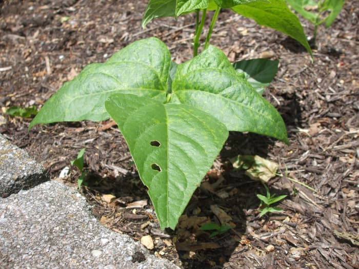 A few holes in a leaf are BEAUTIFUL because it means an insect had a small snack there.