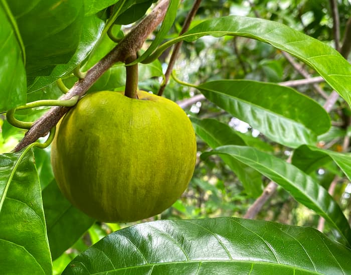 Eggfruit: A Tropical Taste of Hawaii - Dengarden