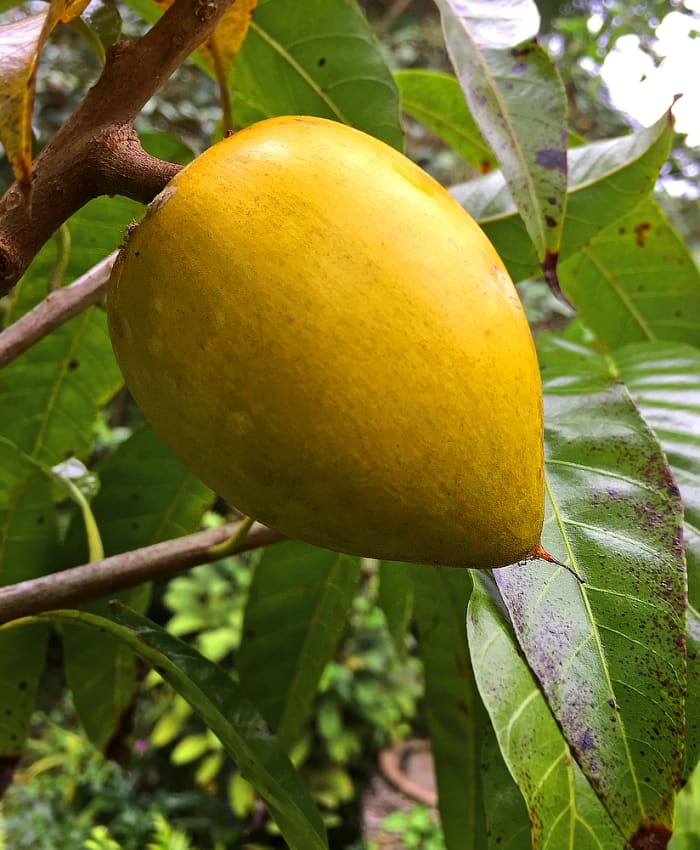 Another cultivar with different shape. Generally, eggfruit starts producing fruits when the tree is about five or six years old.
